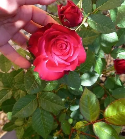 Bachile Bertula Riola Sardo