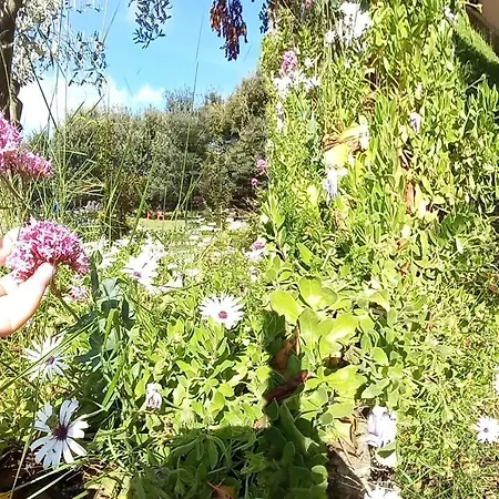 Bachile Bertula
