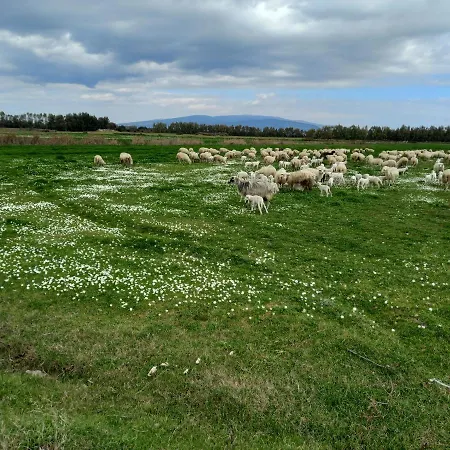 Alloggio per agriturismo Agriturismo Bachile Bertula *