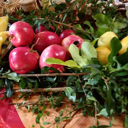 Bachile Bertula * ריולה סארדו